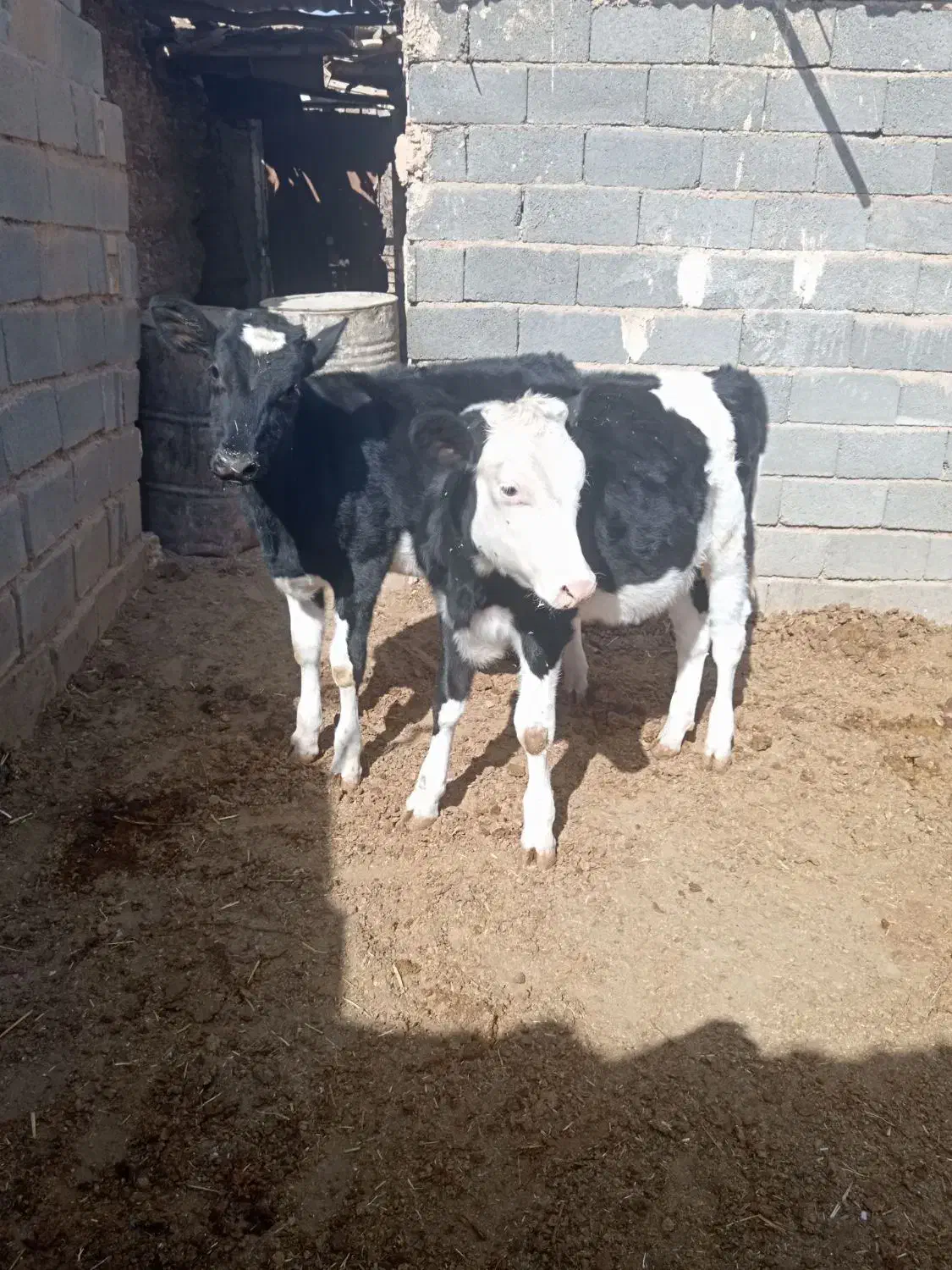 دو عدد گوساله ماده به فروش میرسد|حیوانات مزرعه|تربتحیدریه, بالا ولایت|دیوار