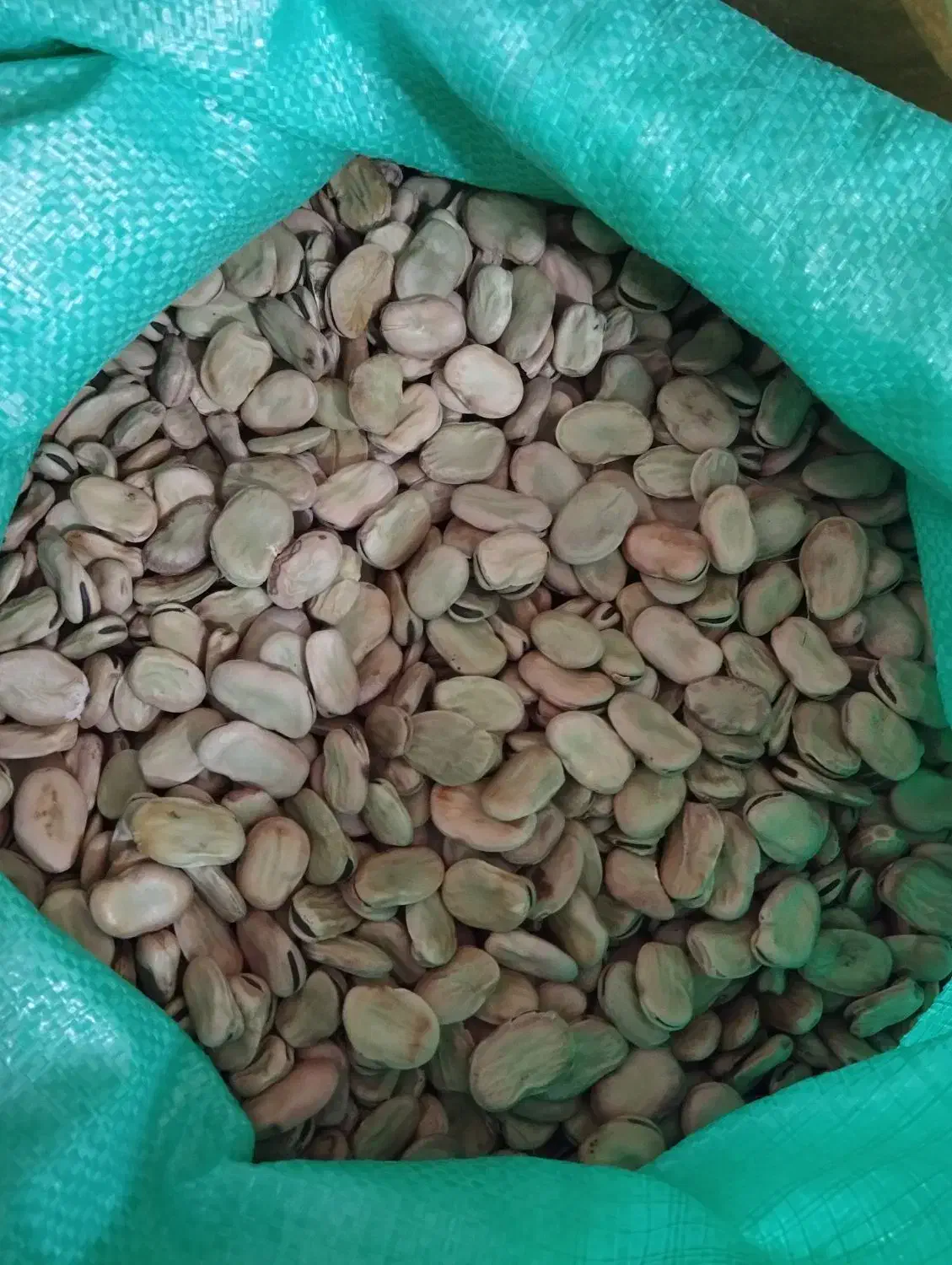 باقلا خشک سه بند سوری|خوردنی و آشامیدنی|بهشهر, |دیوار