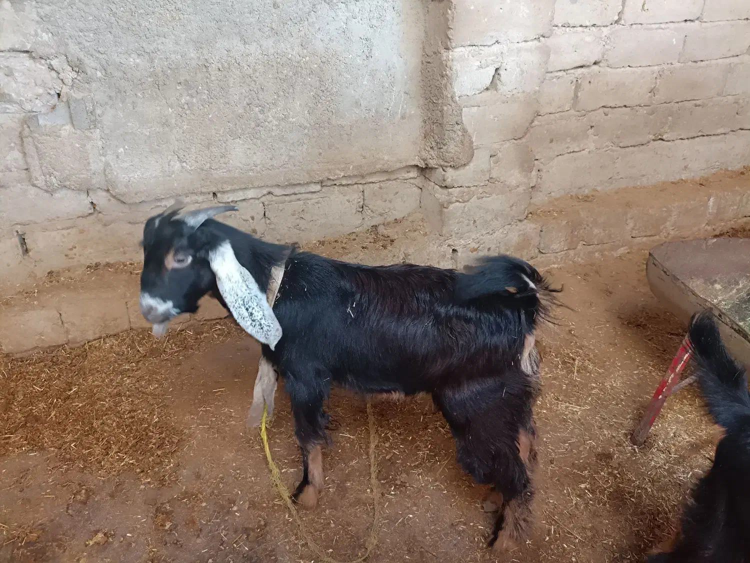 بز با کره نر|حیوانات مزرعه|آبپخش, |دیوار