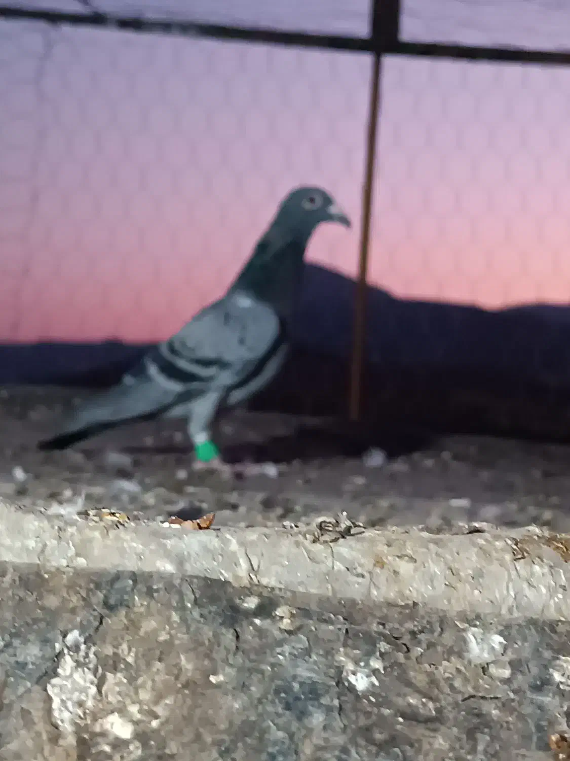 فروش کفتر رنگی و پلاکی|پرنده|سده (فارس), |دیوار