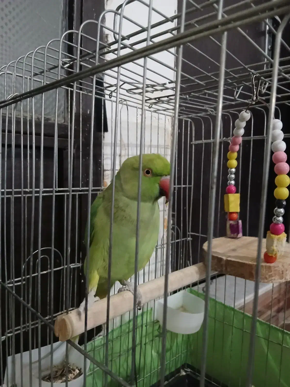 طوطی|پرنده|مشکیندشت, |دیوار