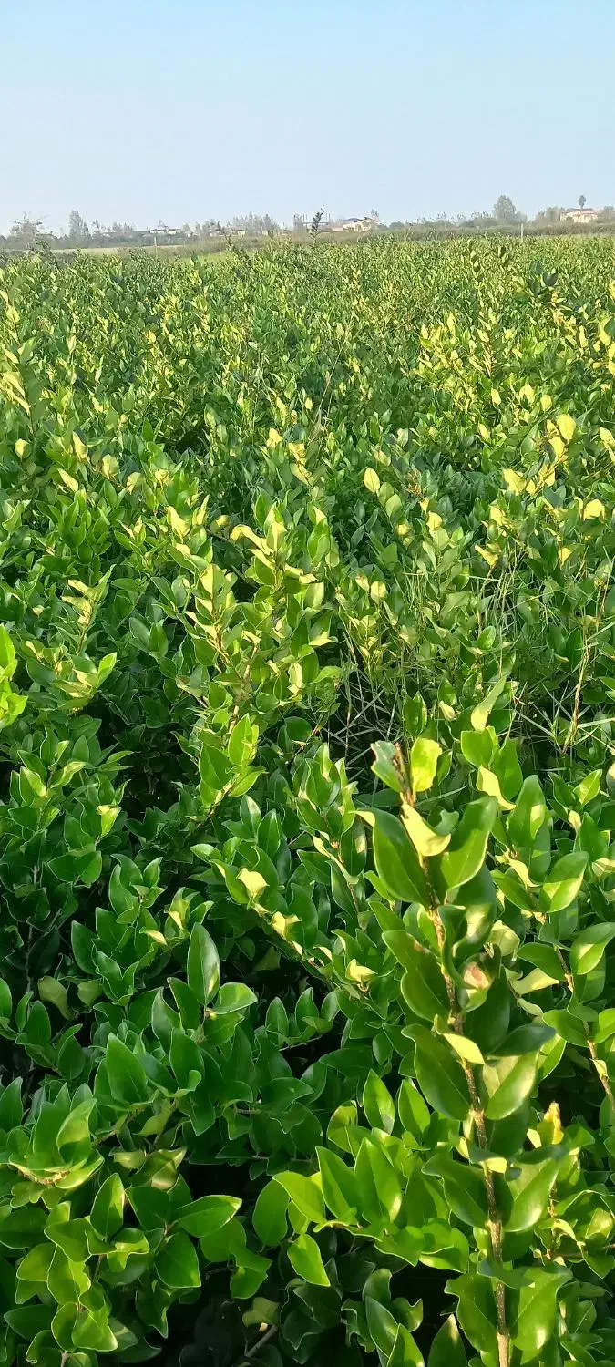 یاس هلندی سطل ۱۰|گل و گیاه طبیعی|تنکابن, |دیوار