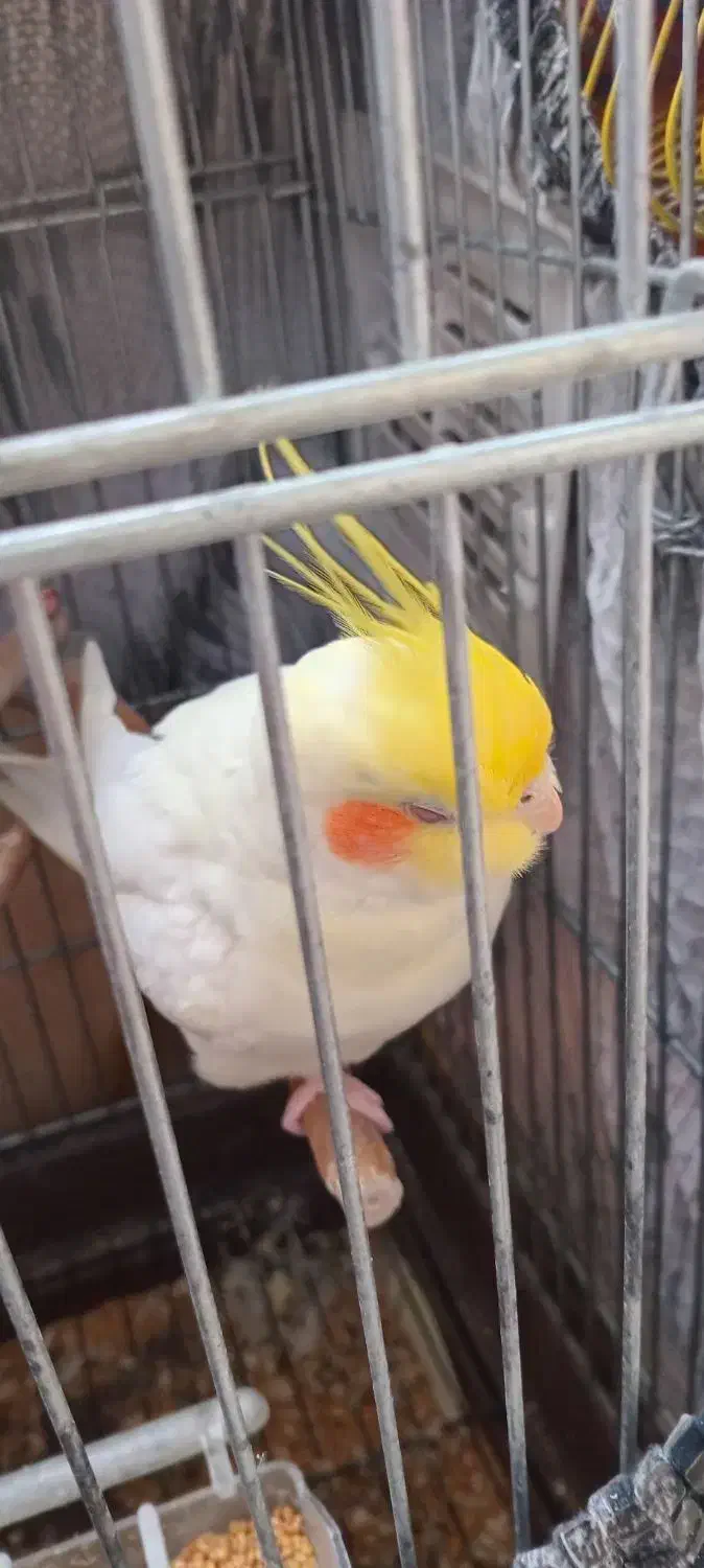 عروس هلندی ماده سخنگو|پرنده|چهارباغ, |دیوار