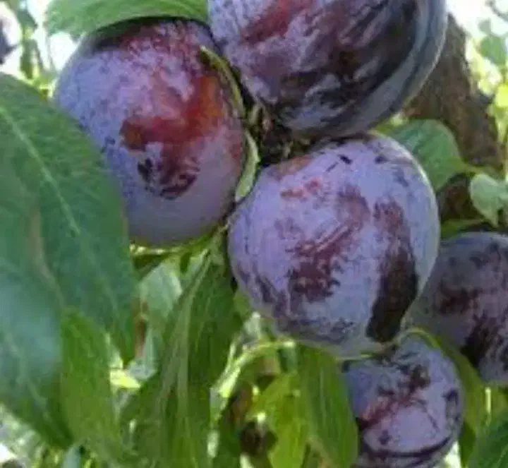 نهال آلو سیاه|خدمات باغبانی و درختکاری|الیگودرز, |دیوار