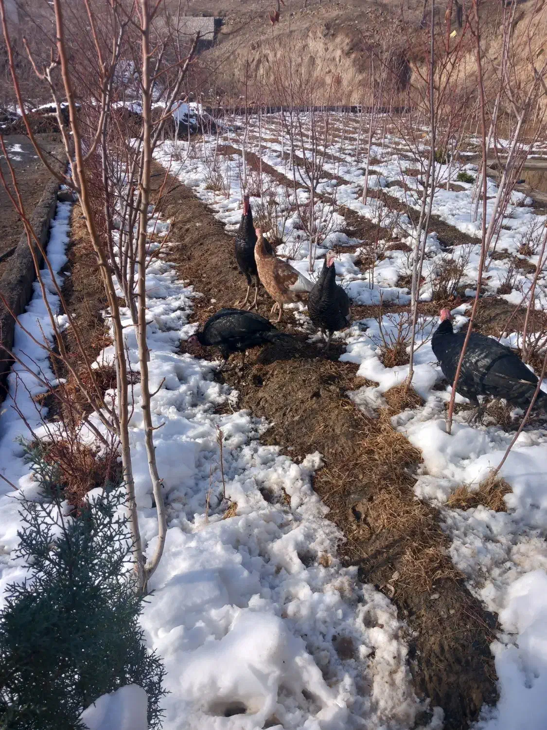 طرقبه|حیوانات مزرعه|طرقبه, |دیوار