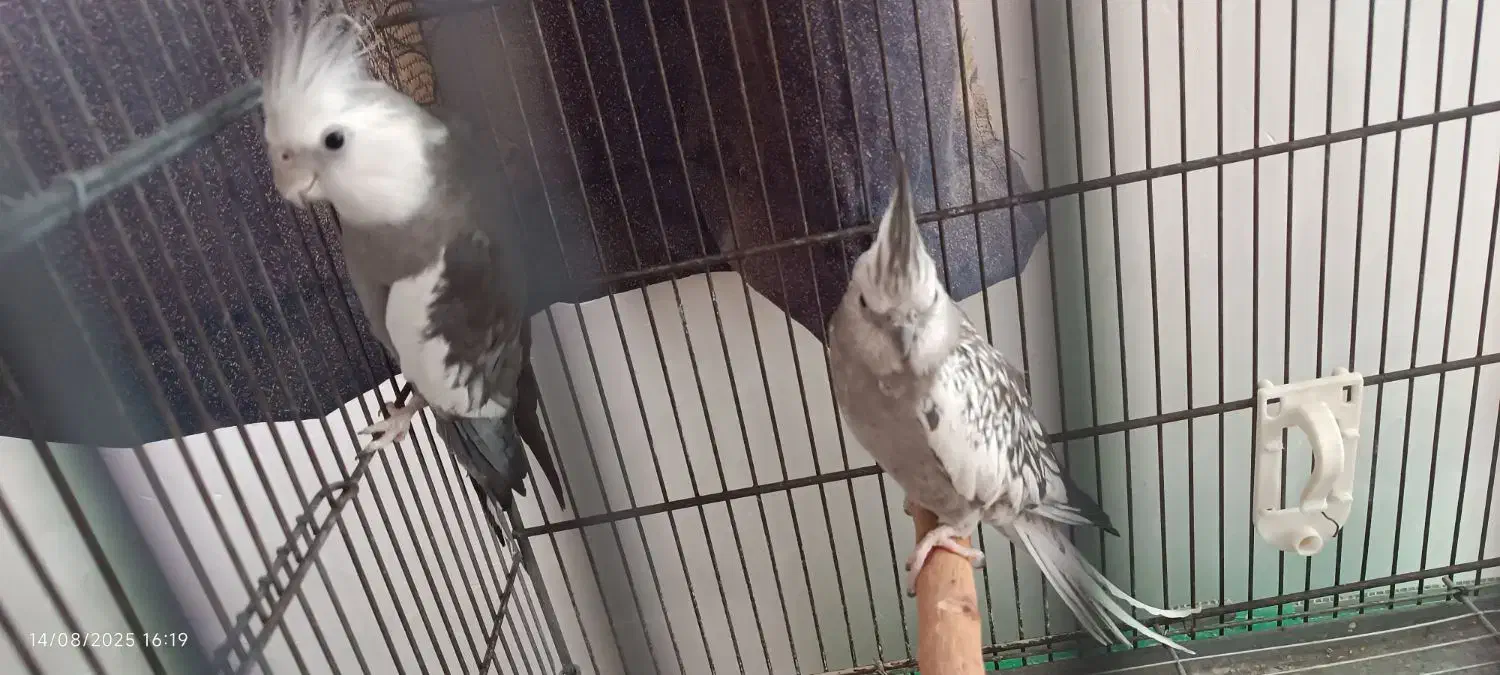 عروس هلندی مولد نژاد خاص|پرنده|همدان, |دیوار