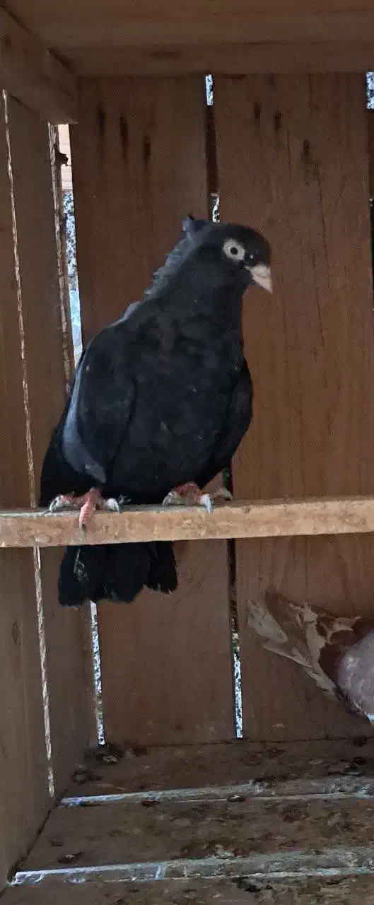 ماده زاغ واکسی|پرنده|اردکان, |دیوار