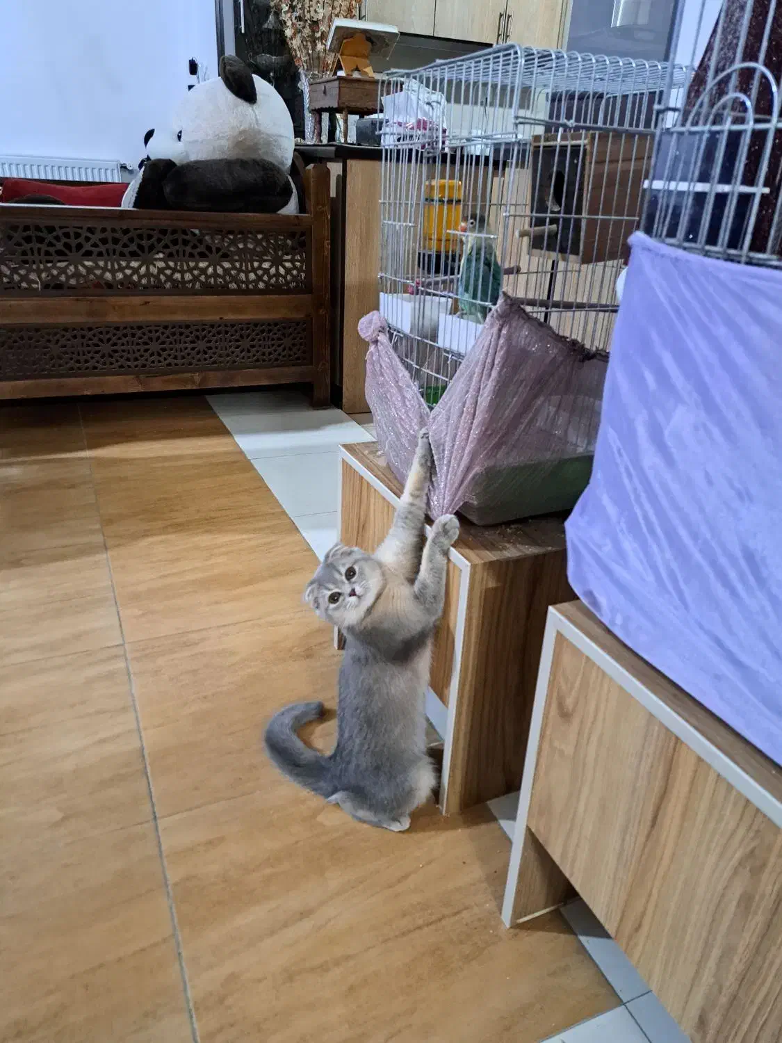 فروش گربه اسکاتیش فولد|گربه|آباده, |دیوار