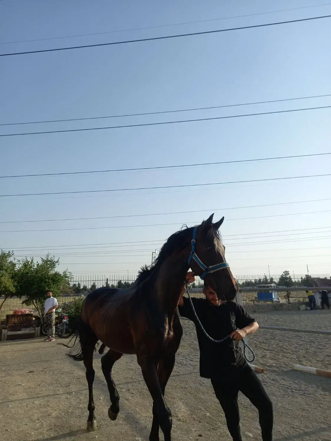 نریان یکسر خارجی درشت۱۷۵|اسب و تجهیزات اسب‌سواری|اسلام‌شهر, شهرک واوان|دیوار