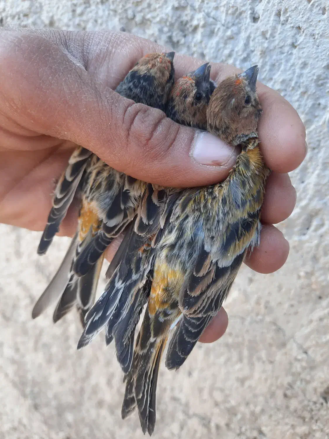 سهره گلبسر|پرنده|شیراز, مسلم|دیوار