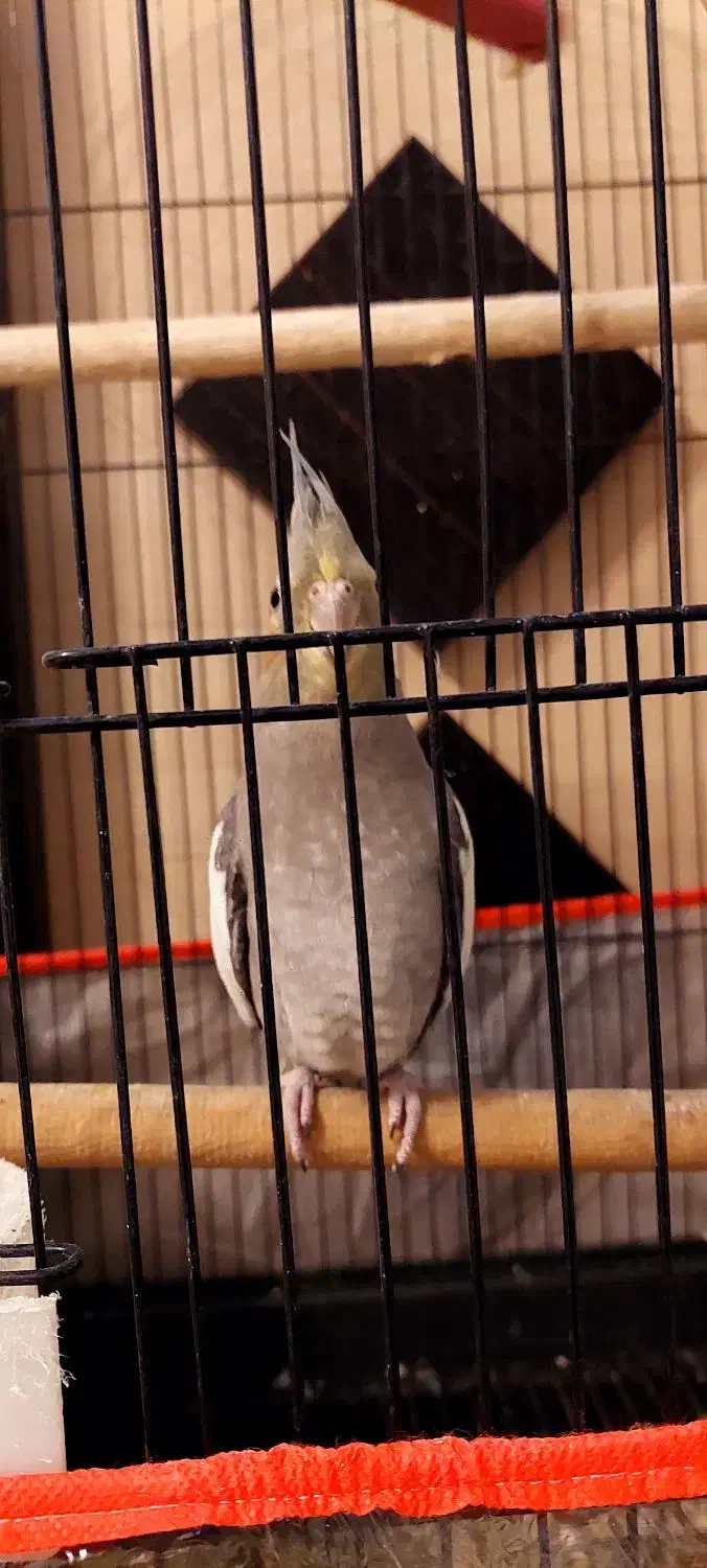 عروس هلندی|پرنده|مشهد, ولیعصر (شهرک غرب)|دیوار