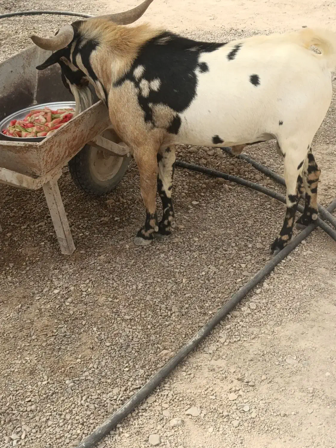 نری به فروش می رسد|حیوانات مزرعه|مهران (هرمزگان), |دیوار