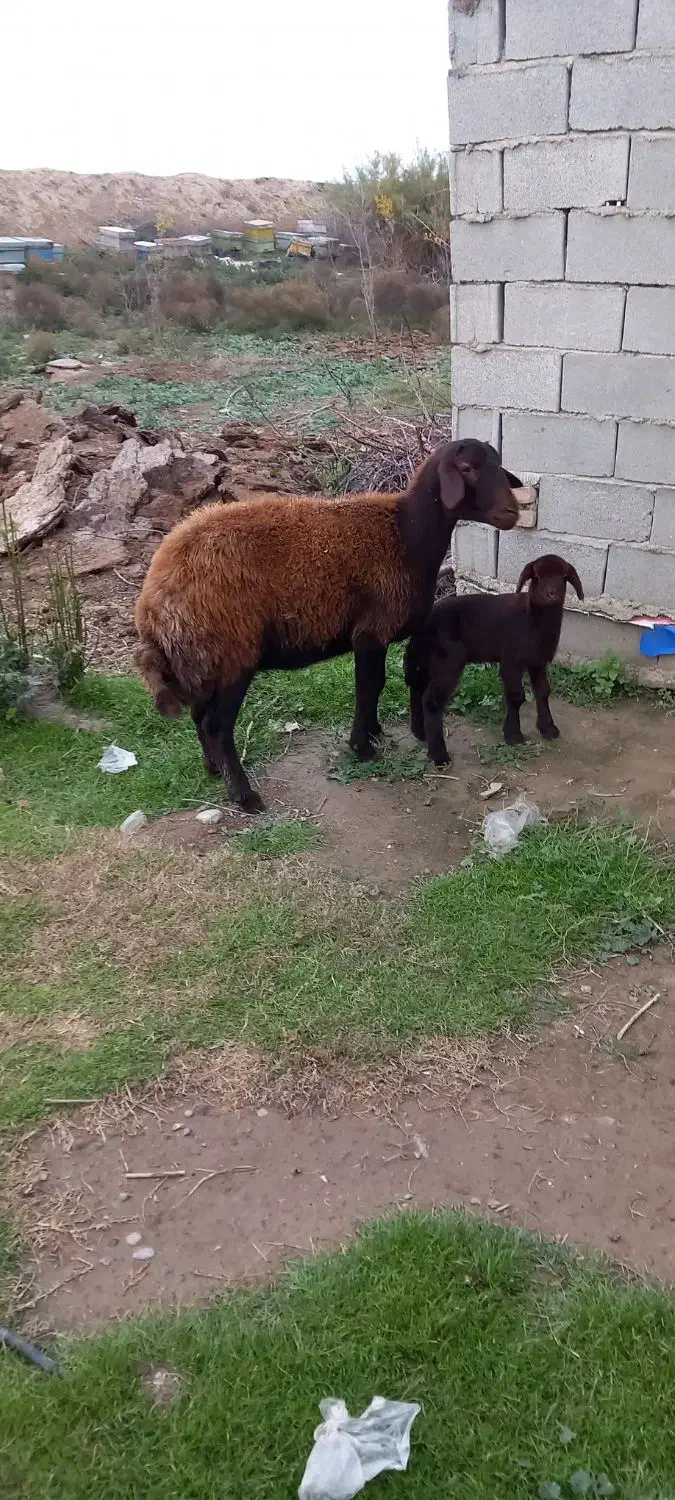 گوسفند شیشک بره دار قزل افشار|حیوانات مزرعه|سیمین شهر, |دیوار