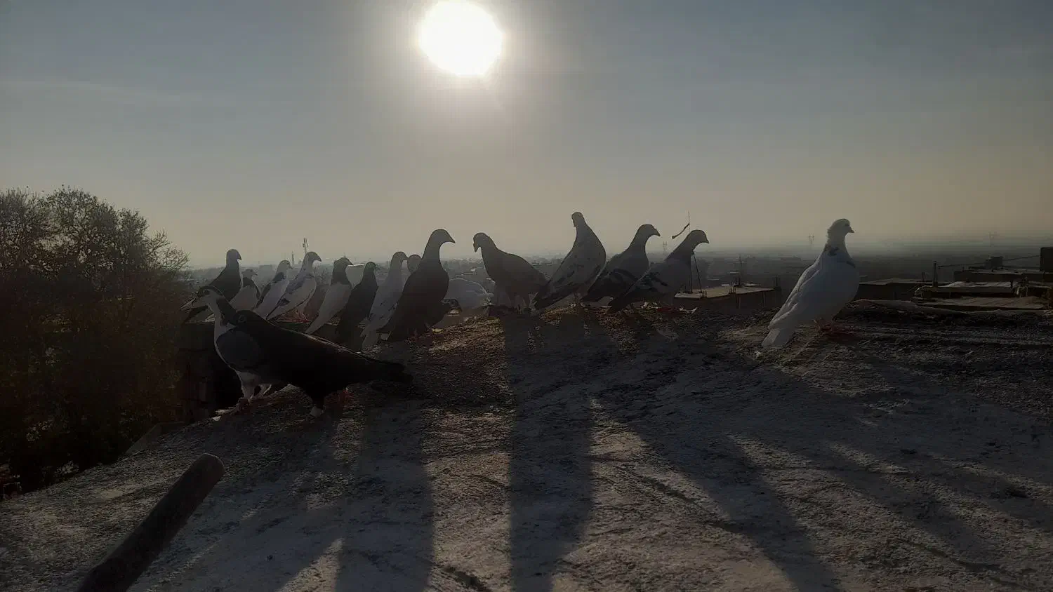 کفتر پرشی|پرنده|زبرخان, |دیوار