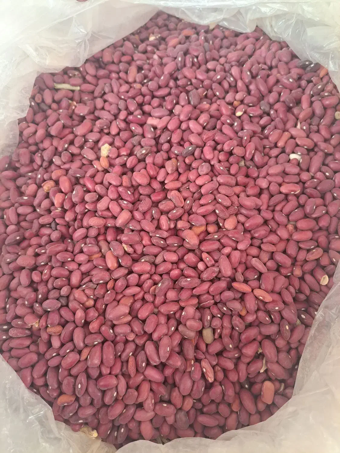 لوبیا قرمز|خوردنی و آشامیدنی|داران, |دیوار