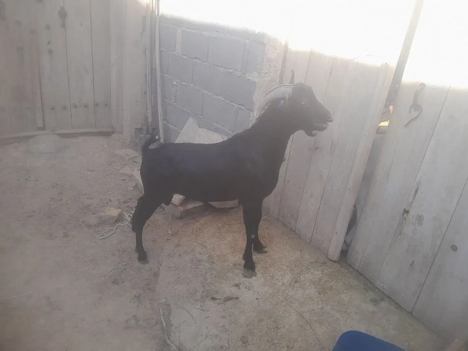 نربز مورسیاه|حیوانات مزرعه|شهرضا, |دیوار