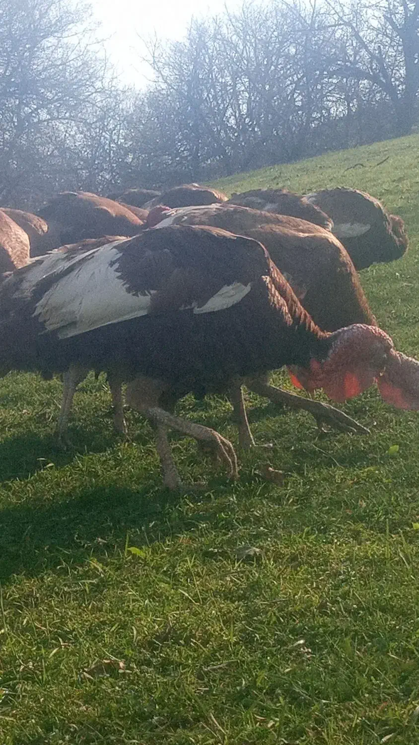 فروش فوری|حیوانات مزرعه|هوراند, |دیوار