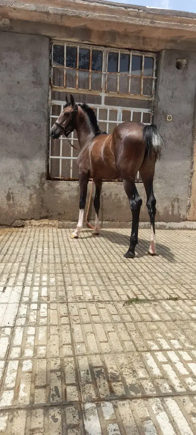 کره مادیون|اسب و تجهیزات اسبسواری|تهران, جی|دیوار