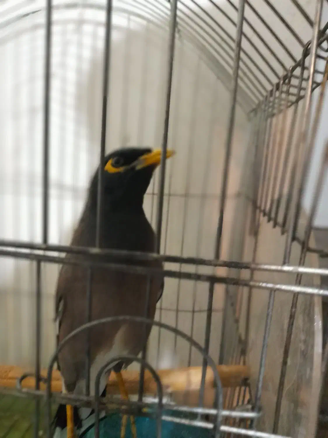 مرغ مینا|پرنده|زنجان, |دیوار