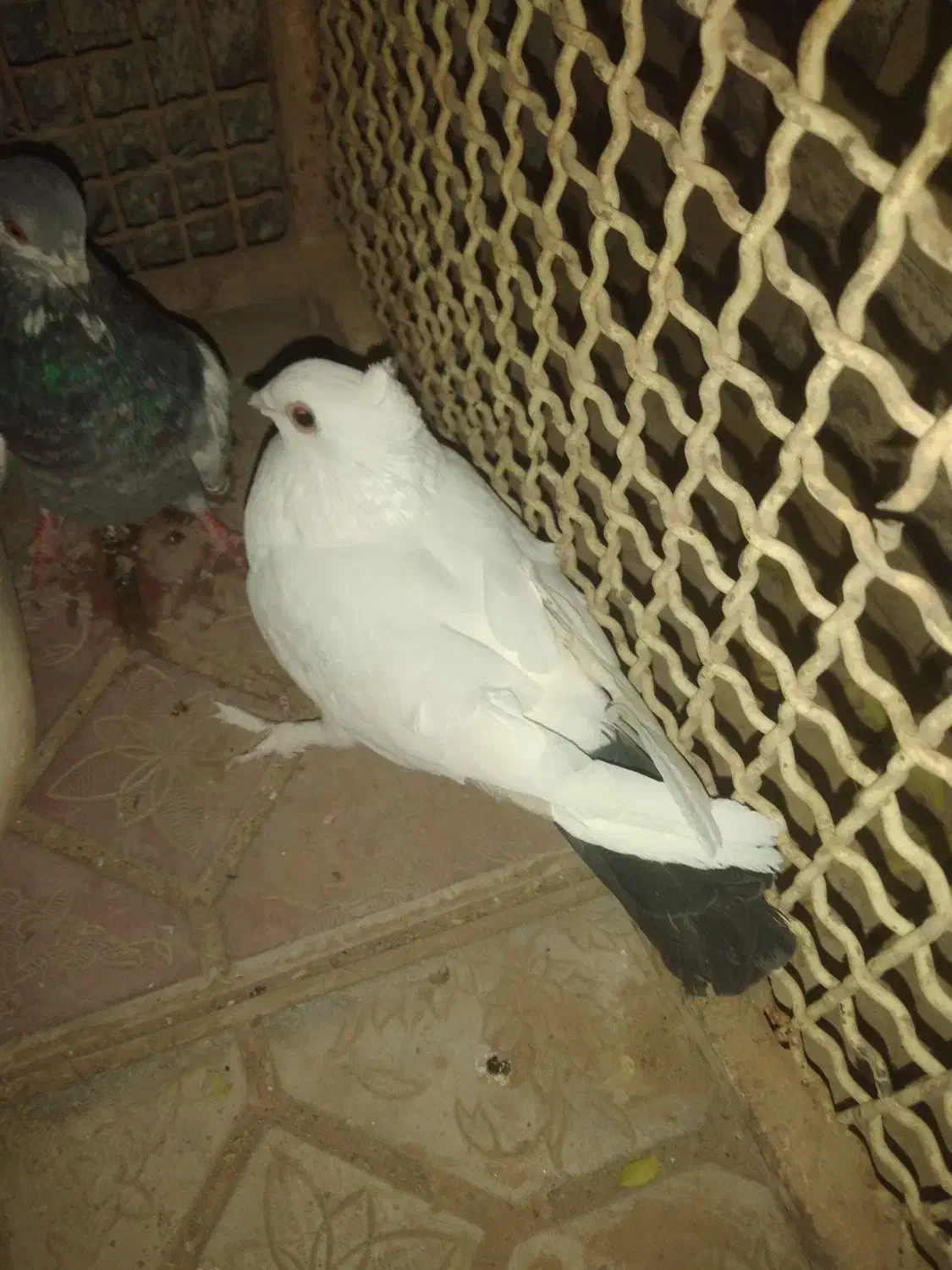 کبوتر دم سیاه|پرنده|سربیشه, |دیوار