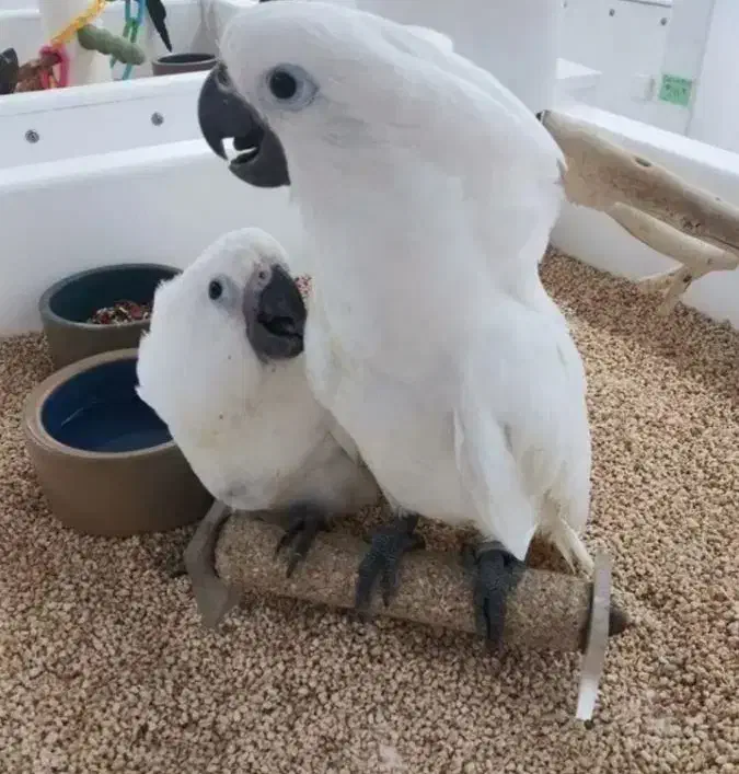 تخم کاکادو|پرنده|یاسوج, |دیوار