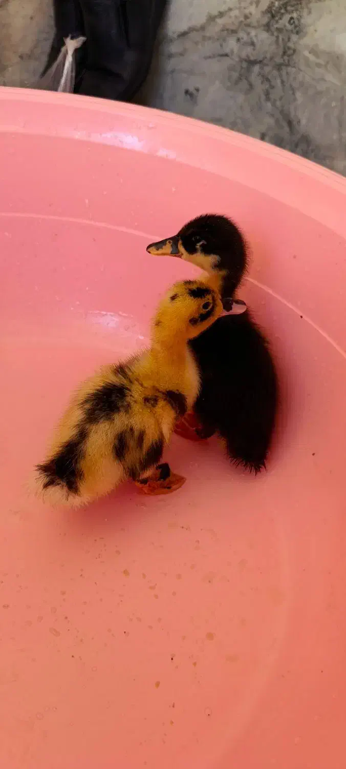 جوجه اردک|حیوانات مزرعه|سروآباد, |دیوار