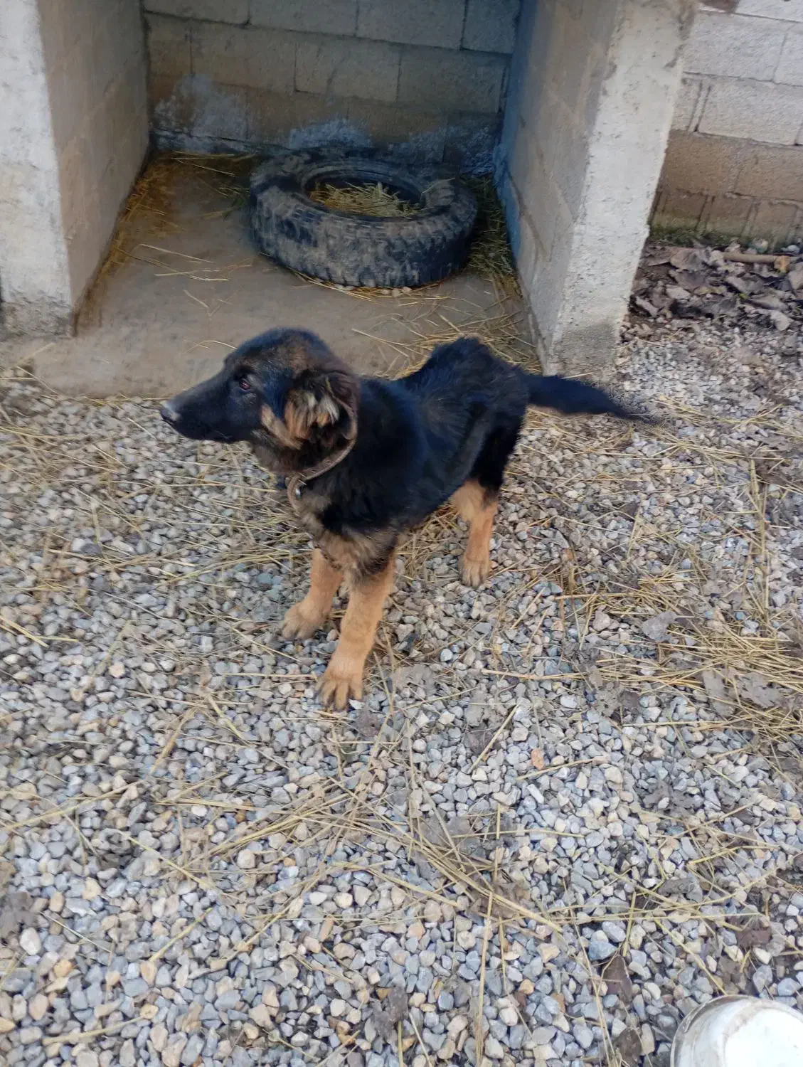 سگ ژرمن|سگ|فومن, |دیوار