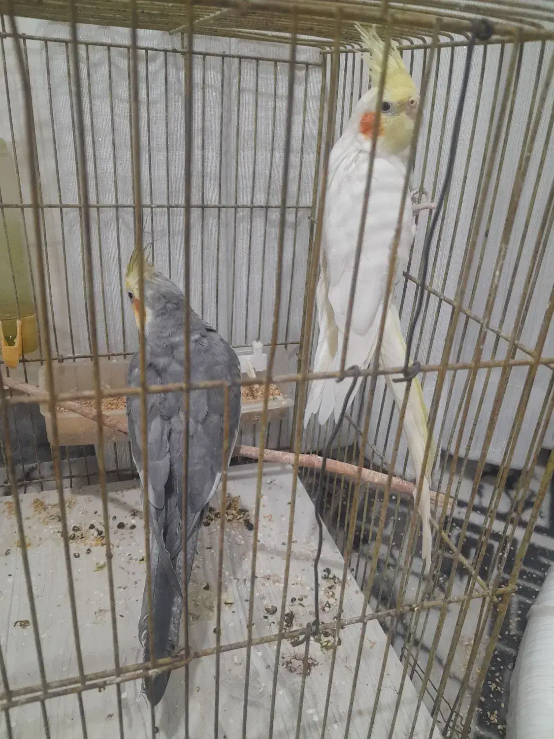 عروس هلندی|پرنده|اردبیل, |دیوار