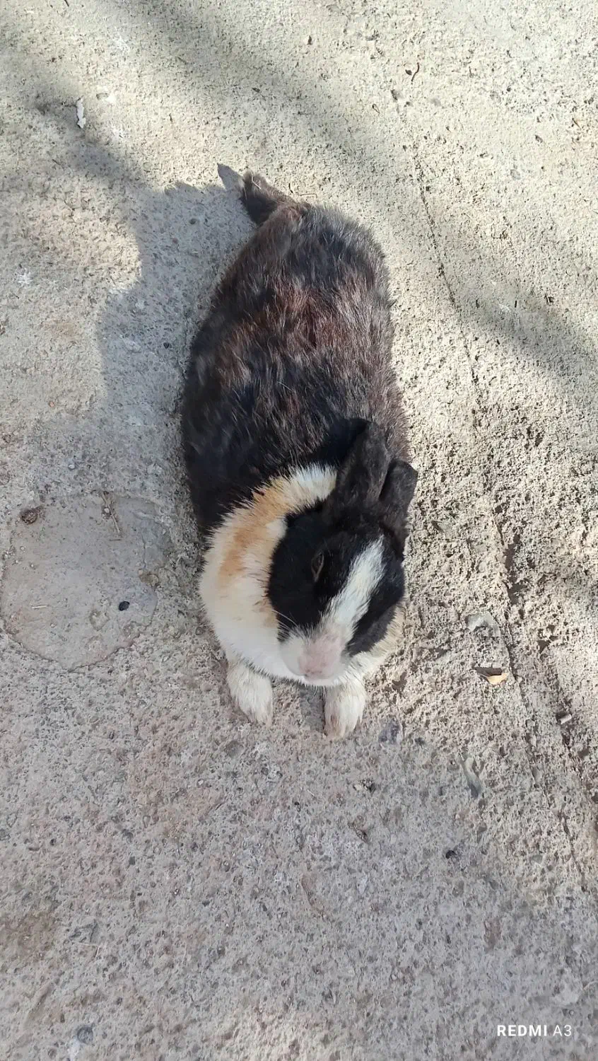 خرگوش|موش و خرگوش|تربتحیدریه, منصوریه|دیوار