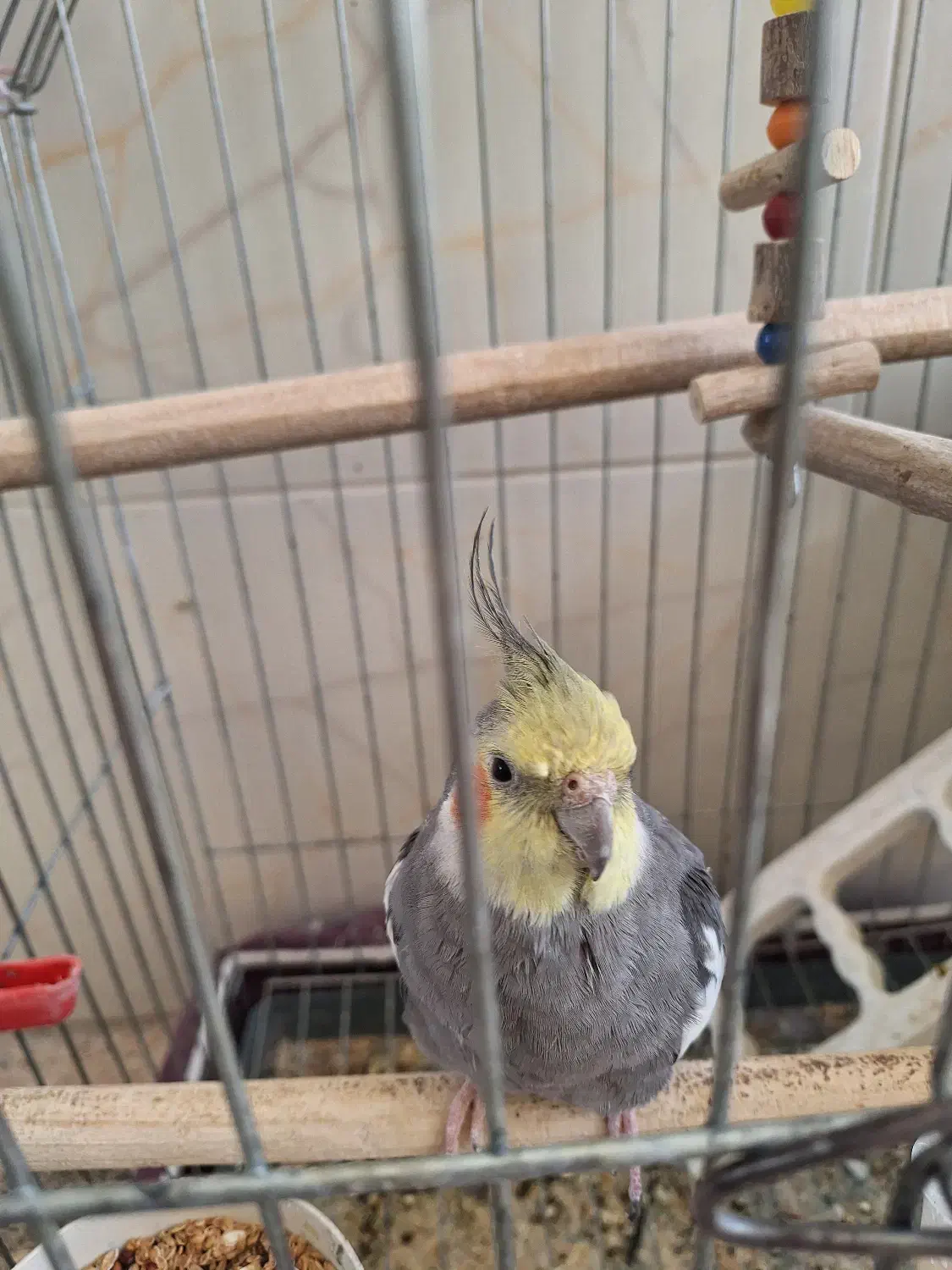 عروس هلندی|پرنده|مهریز, |دیوار