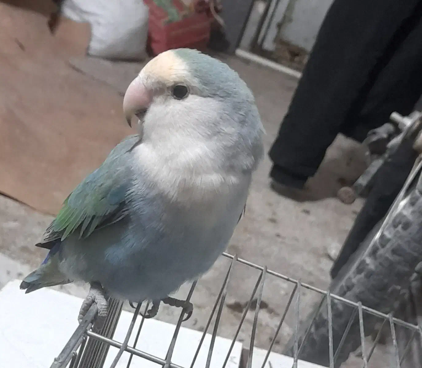 کوتوله|پرنده|سبزوار, قصبه شرقی|دیوار