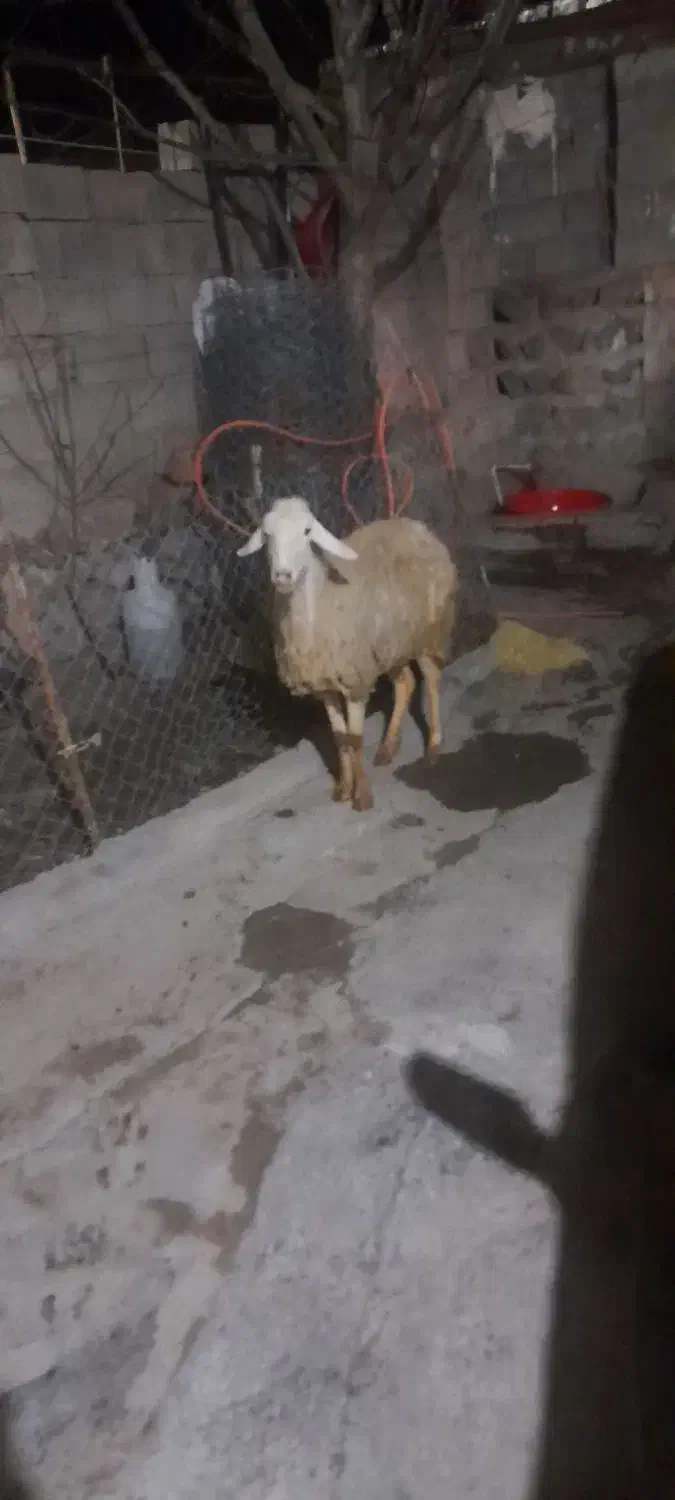 یک راس برا قربانی قیمت شیش میلیونو هشصد|حیوانات مزرعه|مشگین شهر, |دیوار