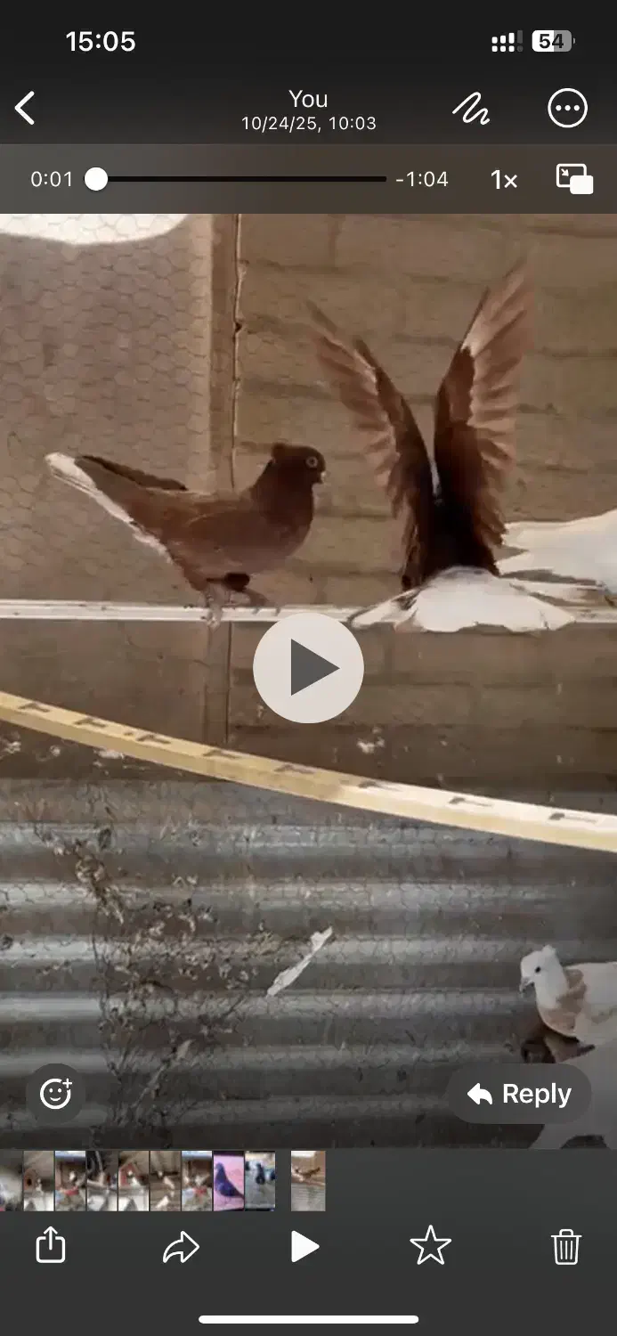 نه عددسرخ دم سفید|پرنده|شهرضا, |دیوار