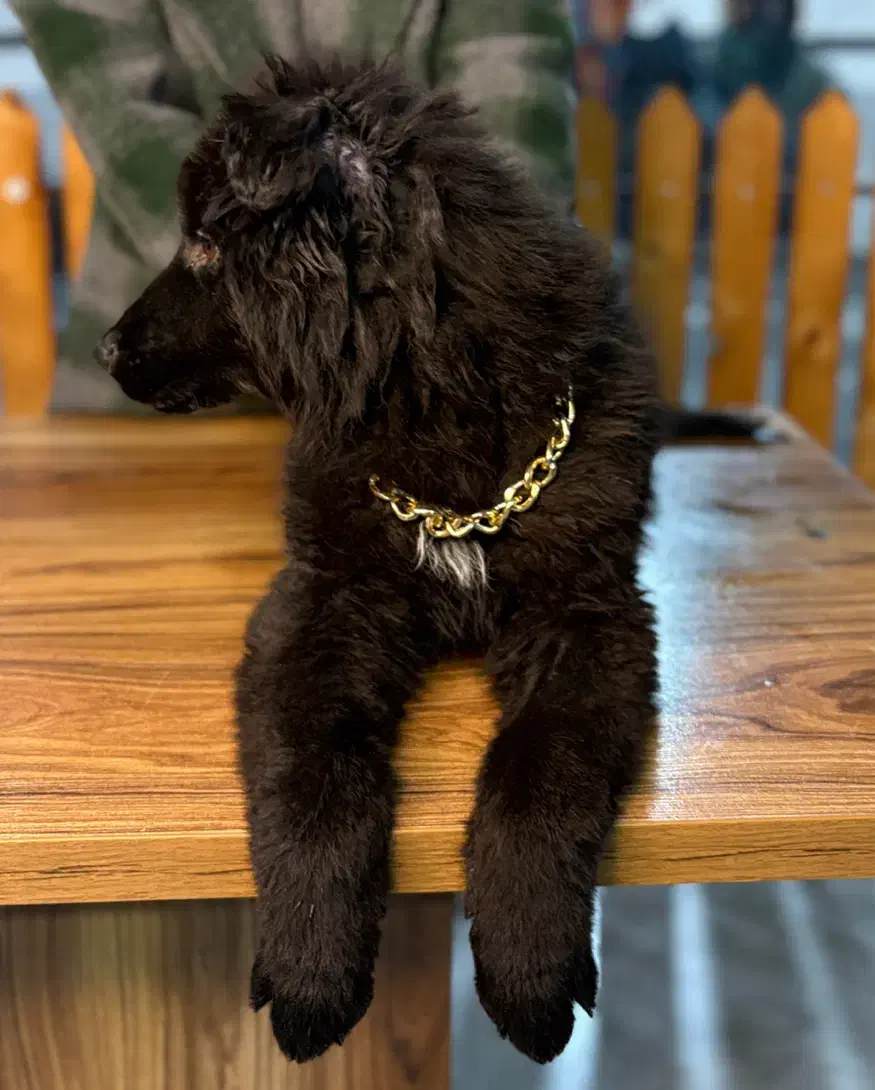 سگ ژرمن توله|سگ|تهران, بوستان چیتگر|دیوار