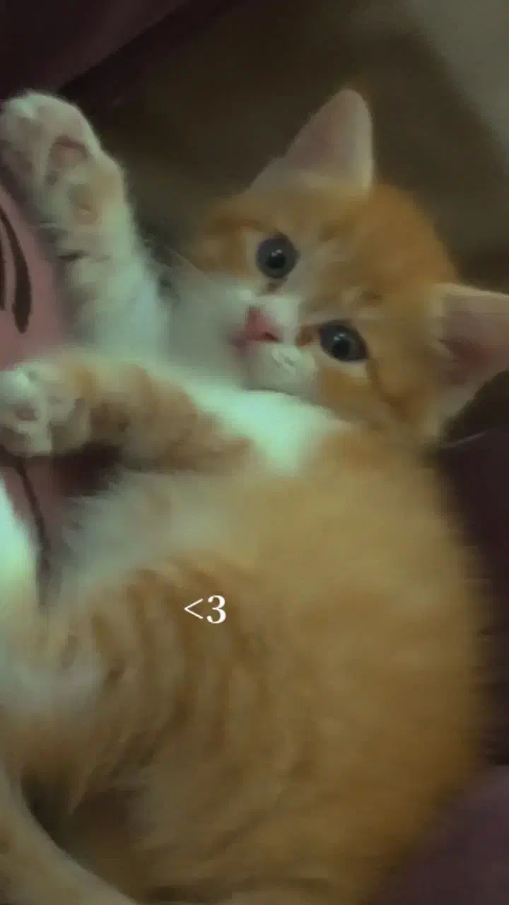 فروش گربه|گربه|مشهد, حضرت حجت|دیوار