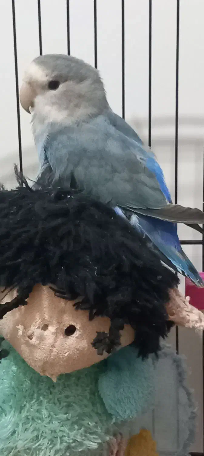 کوتوله پرنده|پرنده|مشهد, هفده شهریور|دیوار