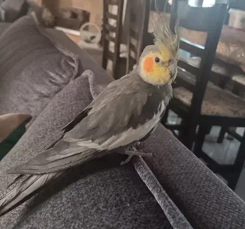 عروس هلندی رام و اهلی و خانگی|پرنده|کتالم و سادات شهر, |دیوار