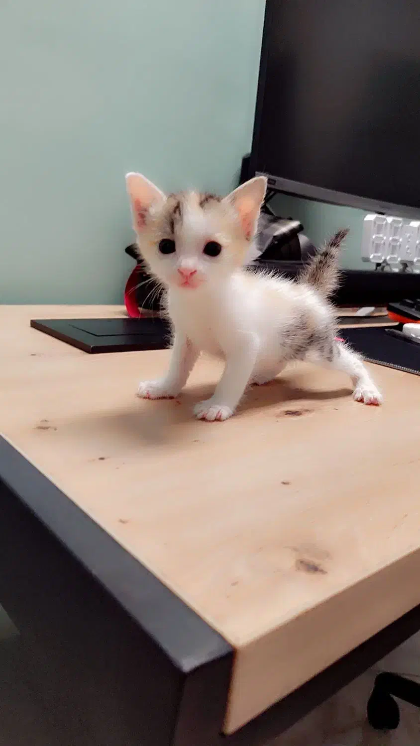 دنیای گربه ها|گربه|ری, شهرری|دیوار