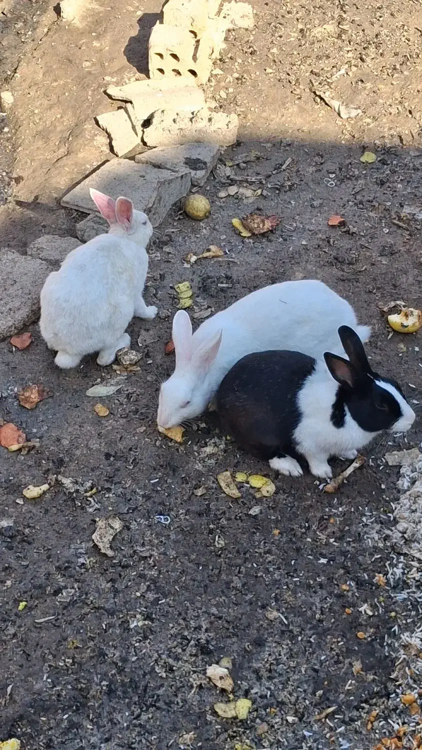 خرگوش با قیمت مناسب|موش و خرگوش|خرمشهر, |دیوار