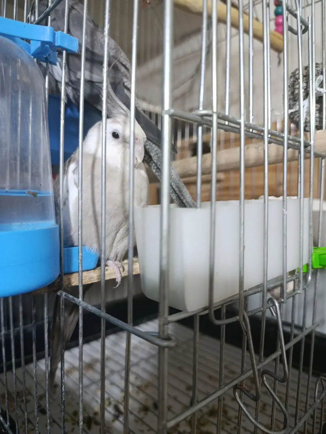 عروس هلندی جفت|پرنده|سردشت, |دیوار