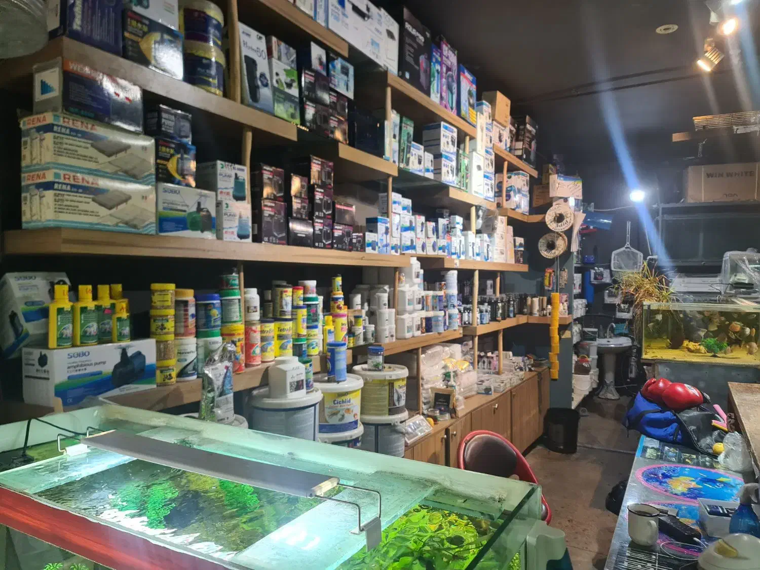 اکواریوم ماهی اب شور دیسکس ابشور انجل گوپی|ماهی|شیراز, گود عربان|دیوار