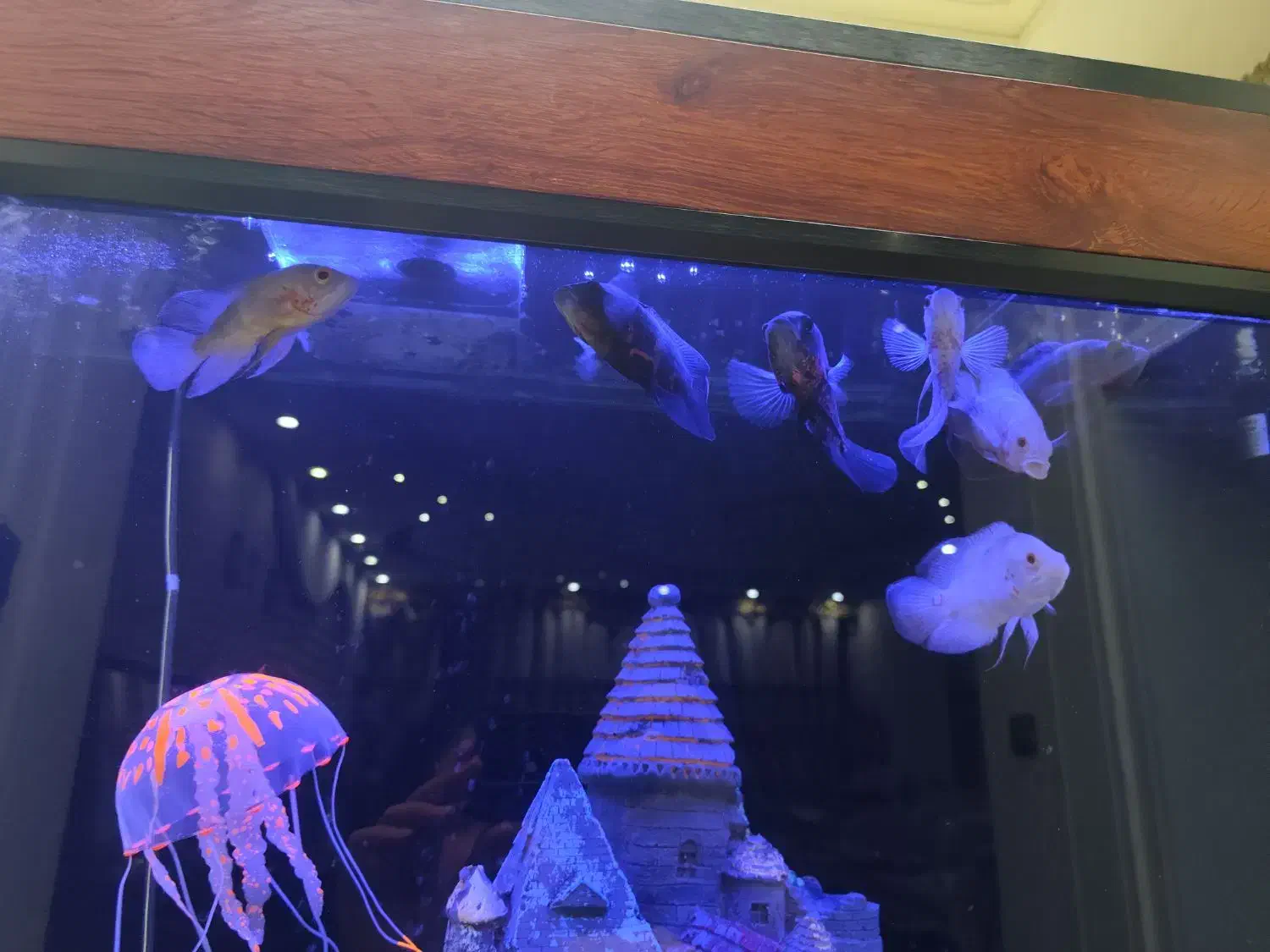 ماهی اسکار|ماهی|سقز, |دیوار