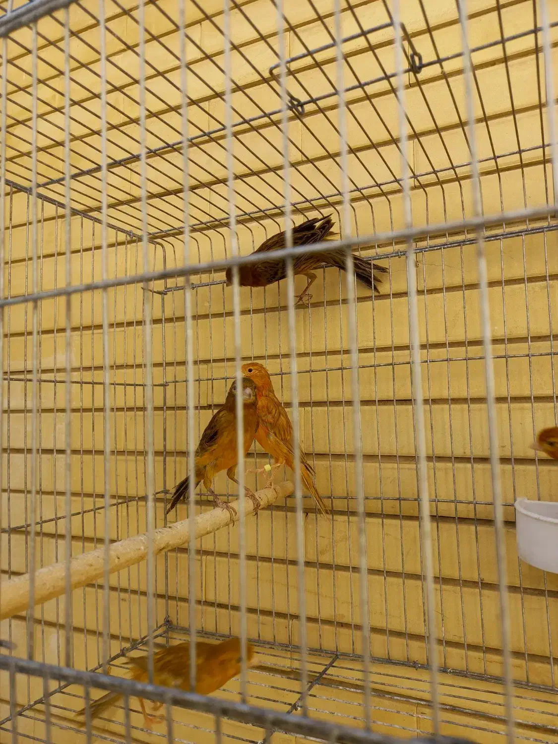 قناری سرخ سوخته  و شتری|پرنده|صدرا-فارس, فاز ۱|دیوار