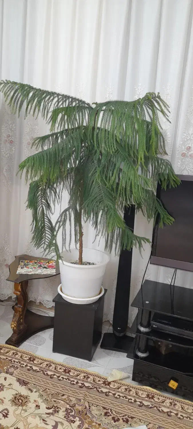 کاج مطبق|گل و گیاه طبیعی|شاهرود, |دیوار