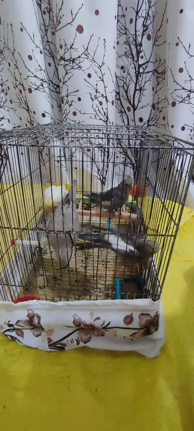 عروس هلندی|پرنده|عجب شیر, |دیوار