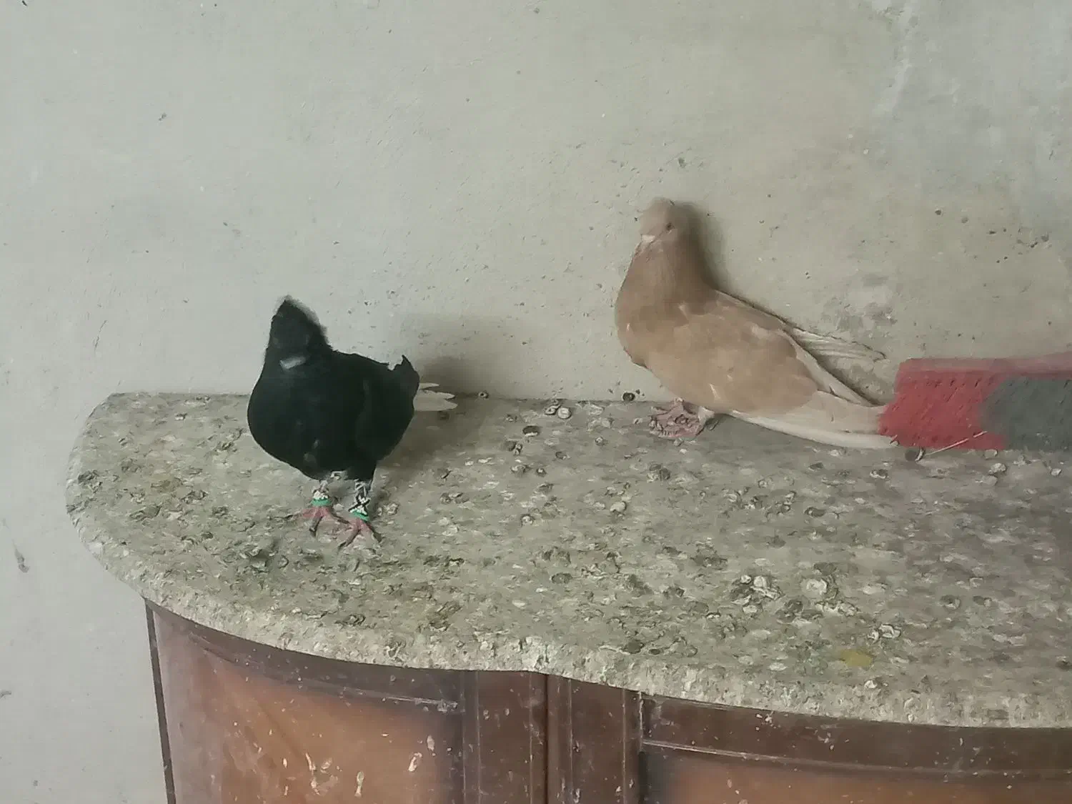 فروش کفتر دم سفید|پرنده|کرج, حیدرآباد|دیوار