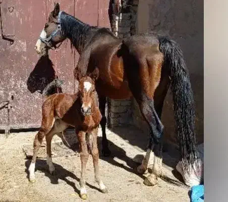 مادیان شش دانگ با کره ۵روزه|اسب و تجهیزات اسبسواری|گیان, |دیوار