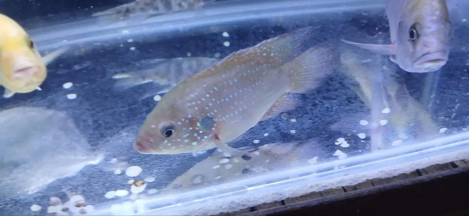 ماهیان زینتیگوشختخواروگیاه خوار آکواریوم و لوازم|ماهی|شهریار, شهریار|دیوار