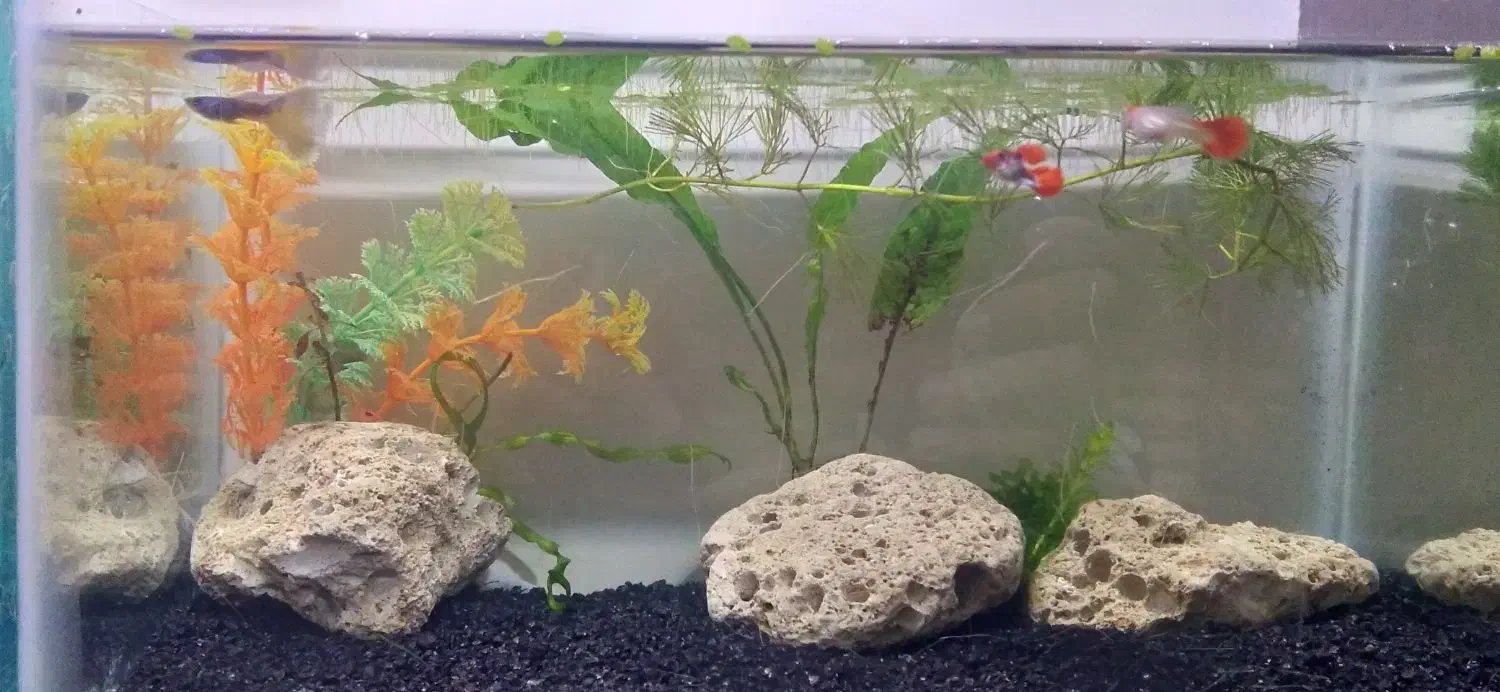 ماهی|ماهی|قزوین, |دیوار