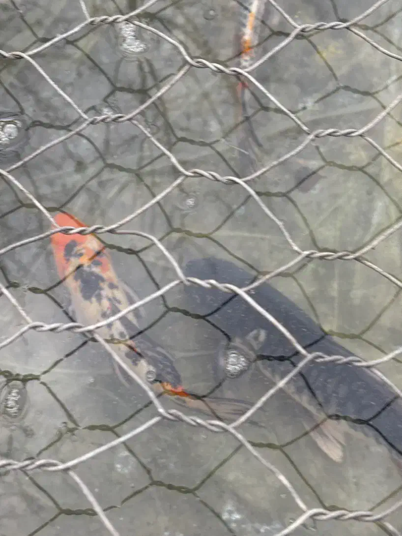 کوی مولد و بزرگ|ماهی|رشت, یخسازی|دیوار